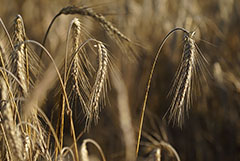 Эксперты еще больше снизили прогнозы сбора пшеницы в РФ из-за гибели озимых