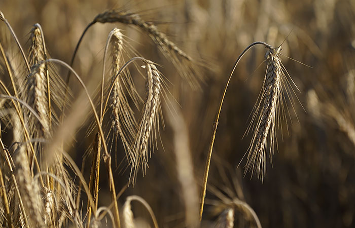 Эксперты еще больше снизили прогнозы сбора пшеницы в РФ из-за гибели озимых