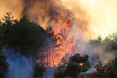 Природный пожар подошел к теплоэлектростанции у турецкого Миляса