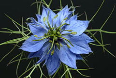 Австралийские ученые обнаружили активность черного тмина против COVID