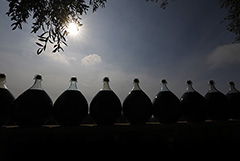 Во Франции 2021 год может оказаться наихудшим по производству вина с 1945 года