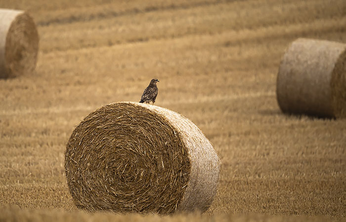 Аграрии РФ ищут дополнительные возможности пополнения кормов. Обзор