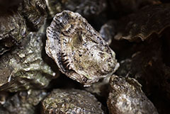 В России производство устриц выросло на 12% в первом полугодии