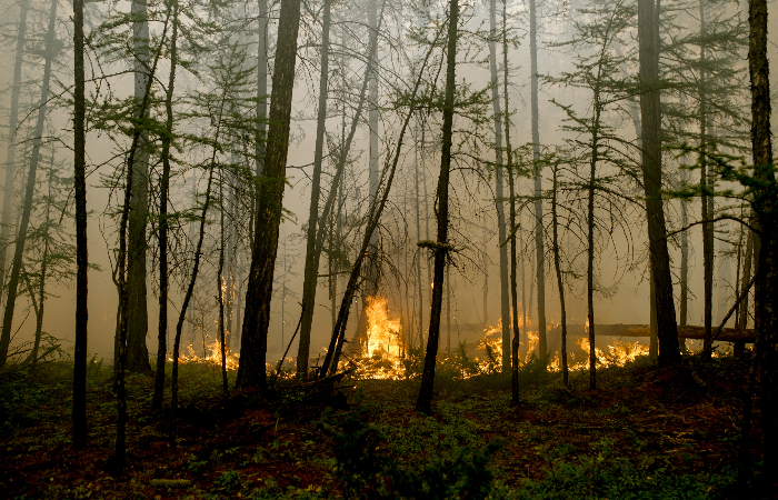 Дым от лесных пожаров сохраняется в 869 населенных пунктах Красноярского края