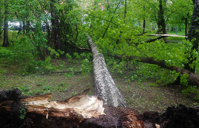 Шквалистый ветер повалил в Москве 30 деревьев
