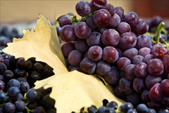 Виноград для производства вина подорожает в РФ минимум на 30%