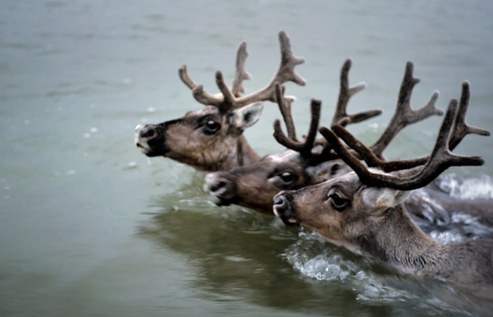 Красноярское Минэкологии назвало возможные причины массовой гибели оленей