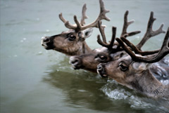 Красноярское Минэкологии назвало возможные причины массовой гибели оленей
