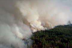 Прокуратура проверит действия самарских властей на фоне пожара в нацпарке