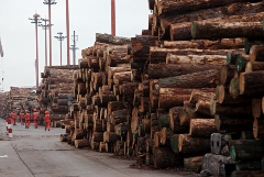 Запрет экспорта круглого леса потребует переходного периода в ДФО