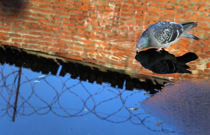 Соратника шамана Габышева арестовали на 20 суток во Владимире