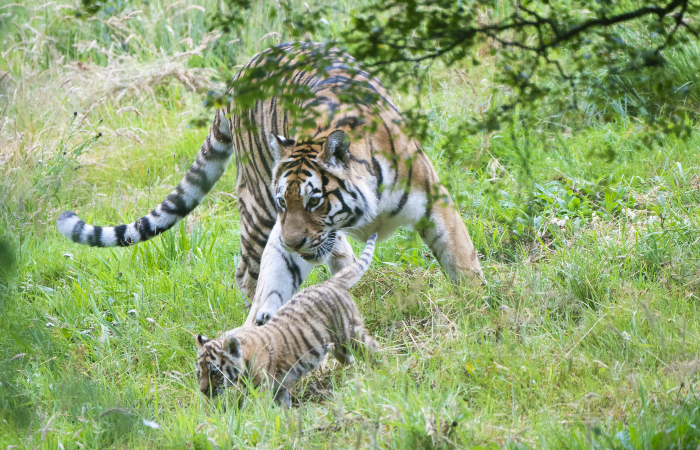 В Приморье задержали двух подозреваемых в убийстве амурского тигра