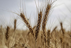 АПК получит больше 6 млрд рублей на развитие села за счет экспортных пошлин