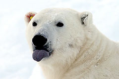 В Минприроды опровергли информацию о планах разрешить охоту на белого медведя