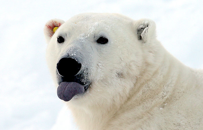 В Минприроды опровергли информацию о планах разрешить охоту на белого медведя