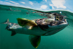 Поставки рыбы с Дальнего Востока сокращаются из-за роста стоимости перевозок