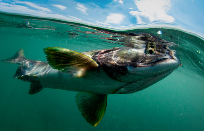 Поставки рыбы с Дальнего Востока сокращаются из-за роста стоимости перевозок