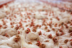 Росстат сообщил, что куриное мясо в сентябре в РФ подорожало на 3,2%