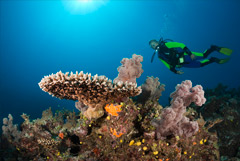 Фиджи открываются для иностранных туристов с 11 ноября