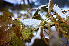 Синоптики допустили, что снег в Москве может выпасть на следующей неделе