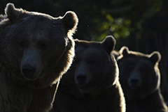 Установлен подозреваемый в отравлении животных в челябинском зоопарке