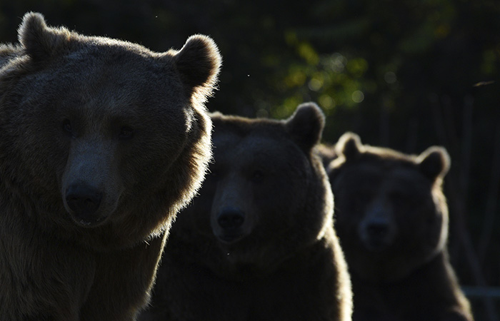 Установлен подозреваемый в отравлении животных в челябинском зоопарке