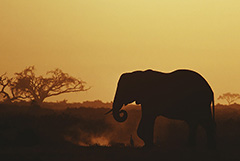 Браконьеры ускорили эволюцию африканских слонов, которые стали чаще рождаться без бивней