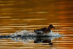 Гидрометцентр ожидает в ноябре в России температуры выше многолетней нормы