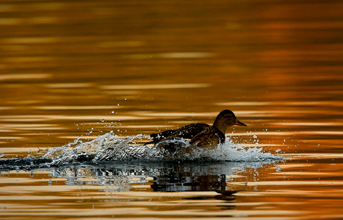 Гидрометцентр ожидает в ноябре в России температуры выше многолетней нормы