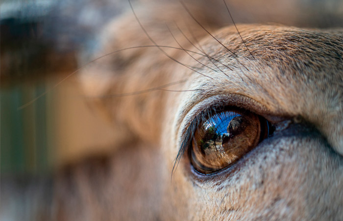 В Саратовской области задержали двух человек с тушей лося в багажнике