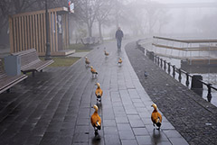 Власти Москвы заявили, что концентрации загрязняющих веществ в воздухе из-за тумана нет