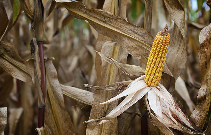 Минсельхоз распределит квоты на экспорт зерна по образцу прошлого года