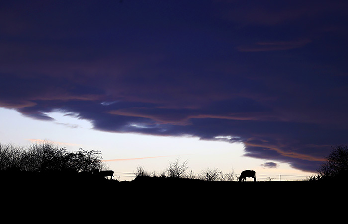 Эксперт предупредил об оттоке инвестиций из животноводства при ввозе беспошлинной говядины