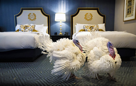 Фотохроника 19 ноября