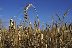 Экспортная пошлина на пшеницу из РФ с 1 декабря повысится до $80,8 за тонну