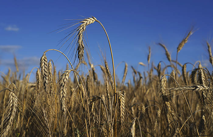 Экспортная пошлина на пшеницу из РФ с 1 декабря повысится до $80,8 за тонну