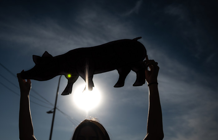 Минсельхоз допустил досрочную остановку льготного импорта свинины в 2022 году