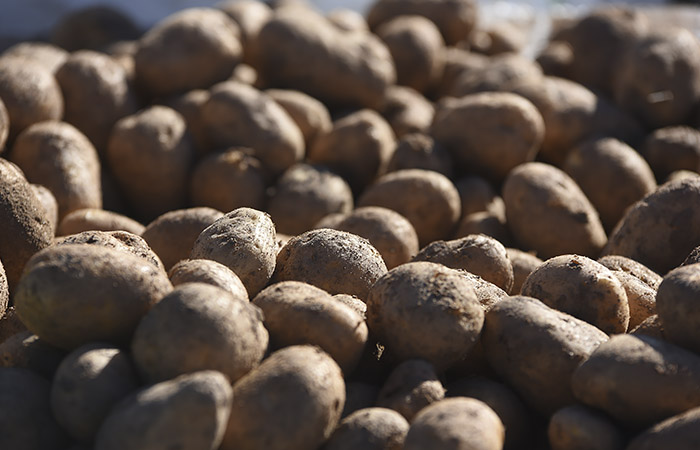 Бизнес предупредил Минсельхоз о риске дефицита картофеля в 2022 году