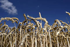 Экспортная пошлина на пшеницу из РФ с 15 декабря повысится до $91 за тонну