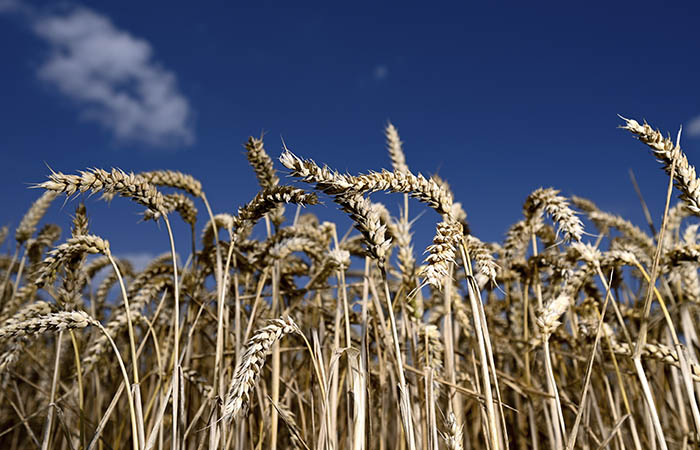 Экспортная пошлина на пшеницу из РФ с 15 декабря повысится до $91 за тонну