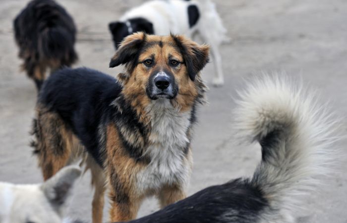 Стая бездомных собак искусала ребенка на Сахалине