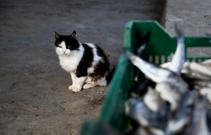 Китайские порты Далянь и Циндао возобновили прием рыбы с российских судов