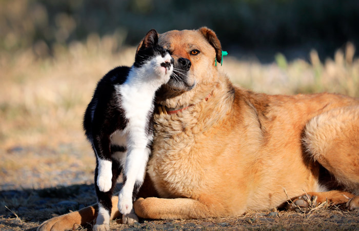 Кошек и собак включат в закон об обязательной маркировке животных