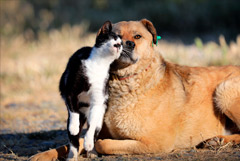 Кошек и собак включат в закон об обязательной маркировке животных