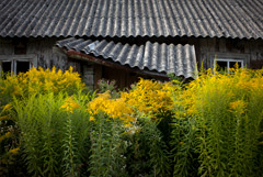 Росреестр уточнил нюансы покупки заброшенных дач