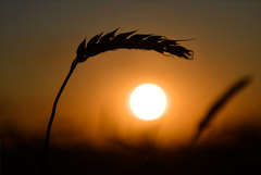 РФ в 2022 г. увеличит площади под пшеницей почти до 30 млн га