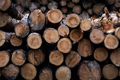 В РФ предложили ввести квоты на вывоз необработанной древесины в страны ЕАЭС