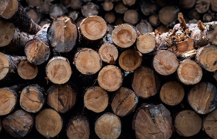 В РФ предложили ввести квоты на вывоз необработанной древесины в страны ЕАЭС