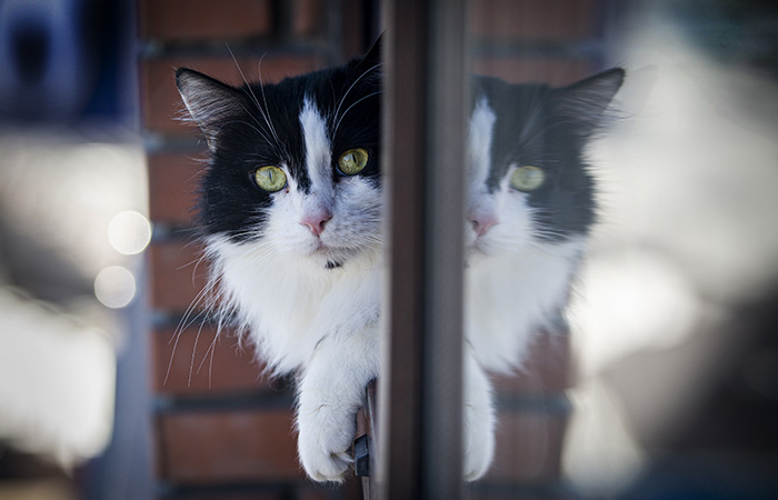 "Мираторг" готов в 8 раз увеличить производство кормов для домашних животных