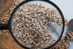 Экспортная пошлина на пшеницу из РФ с 23 марта повысится до $86,4 за т